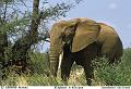 199 Eléphant d'Afrique